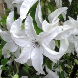 Clematis beautybride: opis, fotografije i recenzije